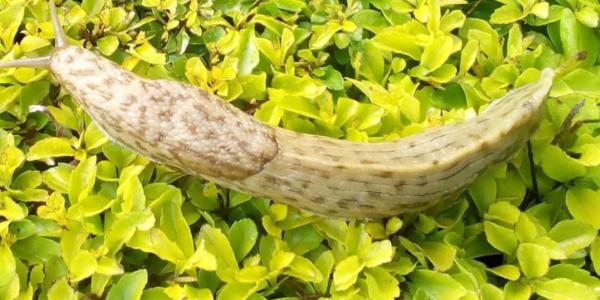Terrestrial slug