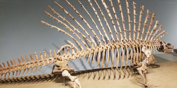 <em>Edaphosaurus pogonias</em>