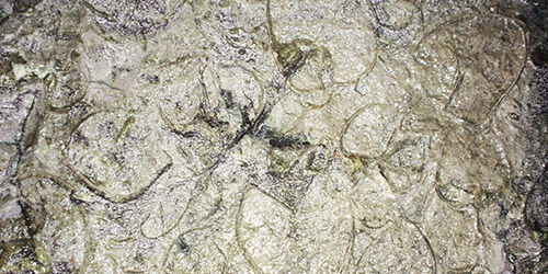 Fossil Clams at Pass Lueg
