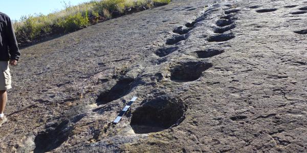 Ankilosaur footprints