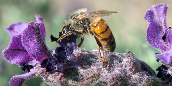 Bee on Lavender