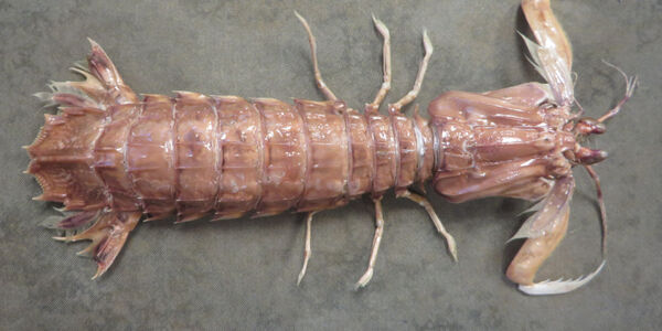 Mantis shrimp
