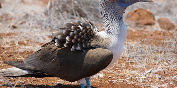 Blue-footed booby