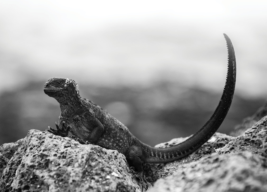 GA16-671-Marine-iguana_copy