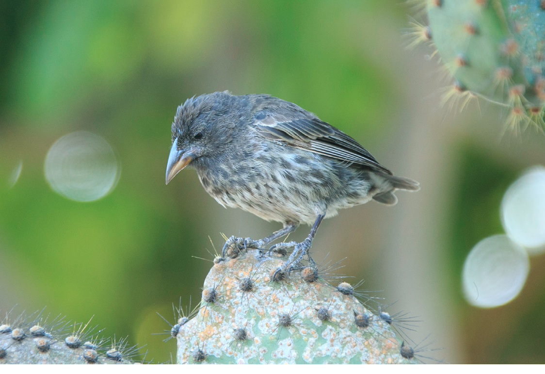 GA16-657-Cactus-finch