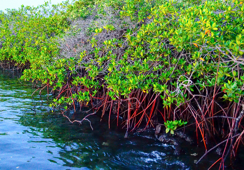 Manglar_rojoa