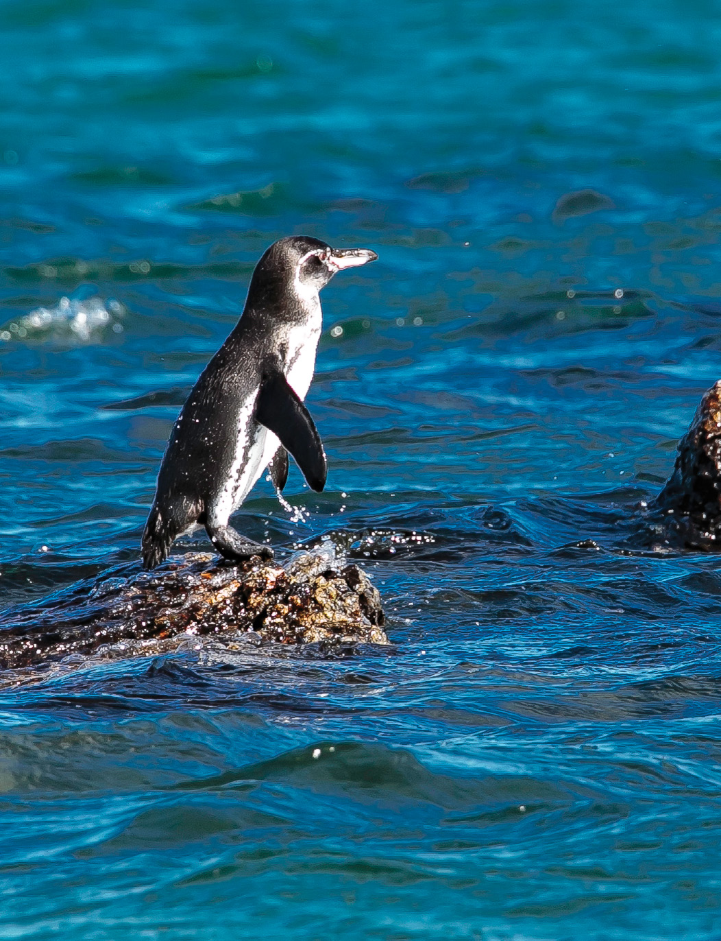 GA16-841-Penguins-Galapagos