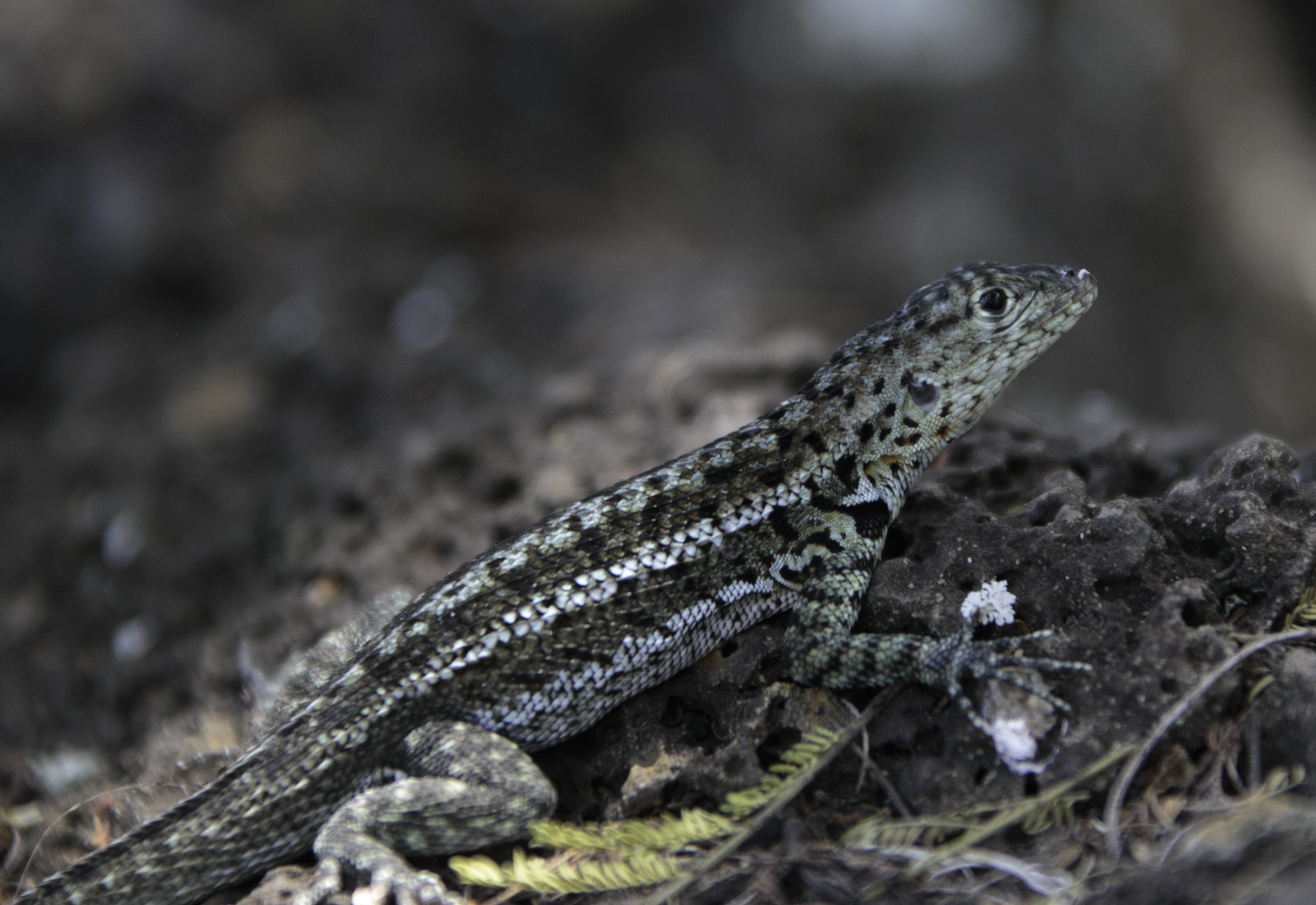 GA16-846-Microlophus-albemarlensis-1