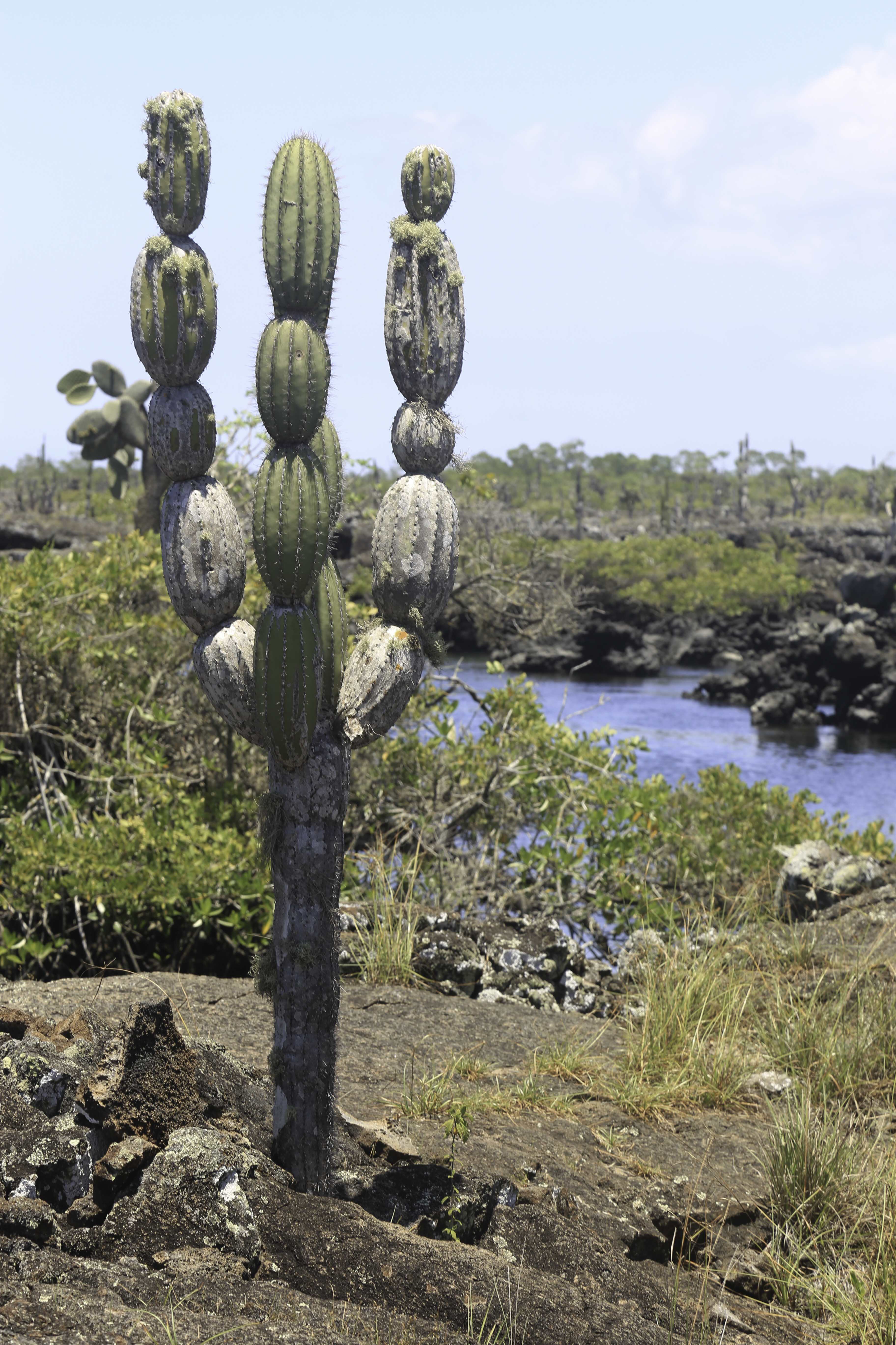 Cactus-candelabro-Isabela-Island
