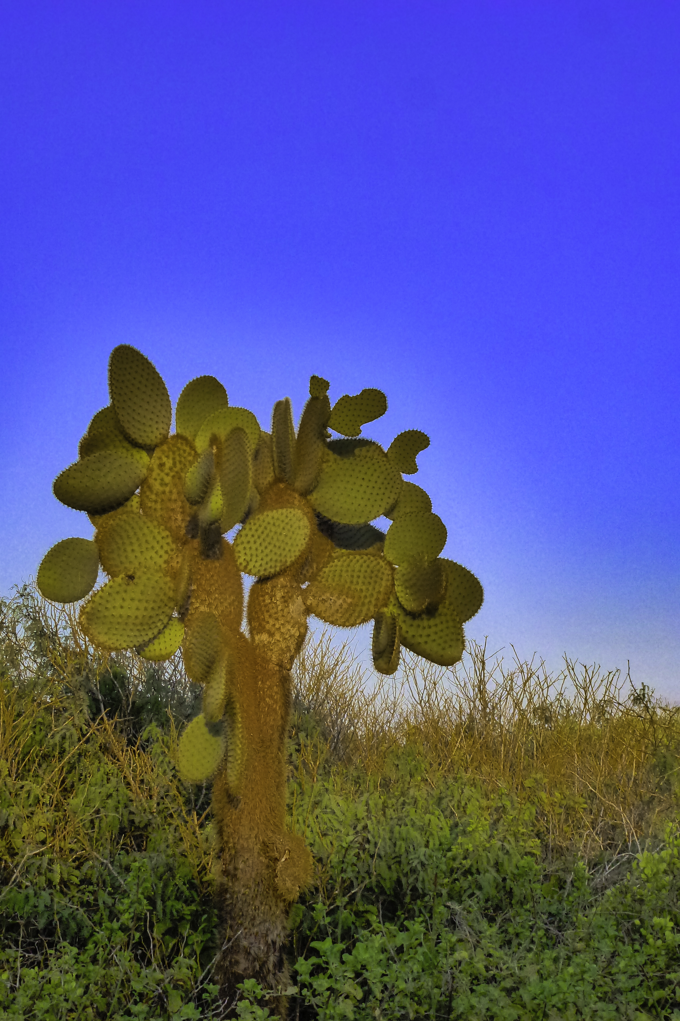 GA16-1052-Opuntia