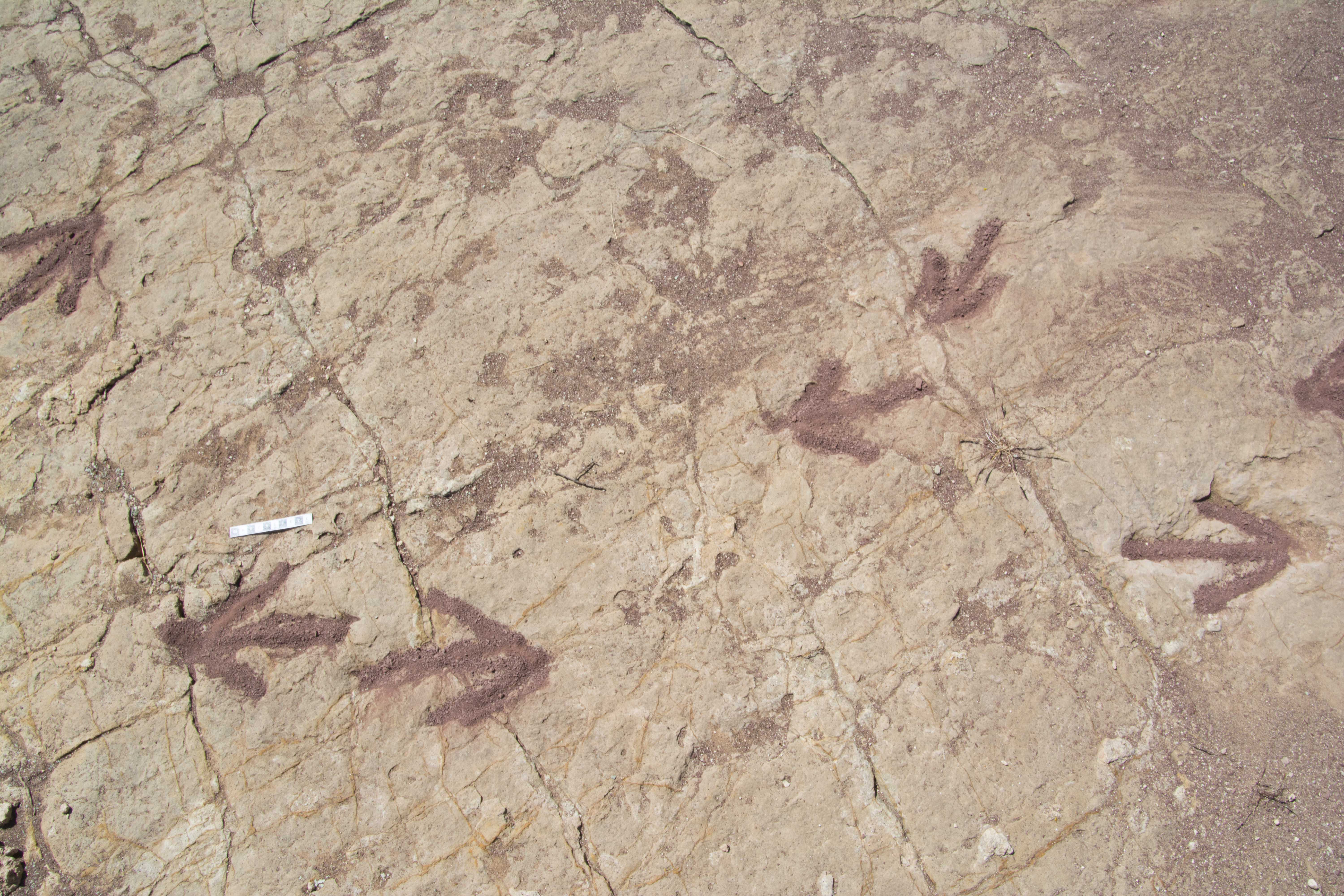 Theropod footprints