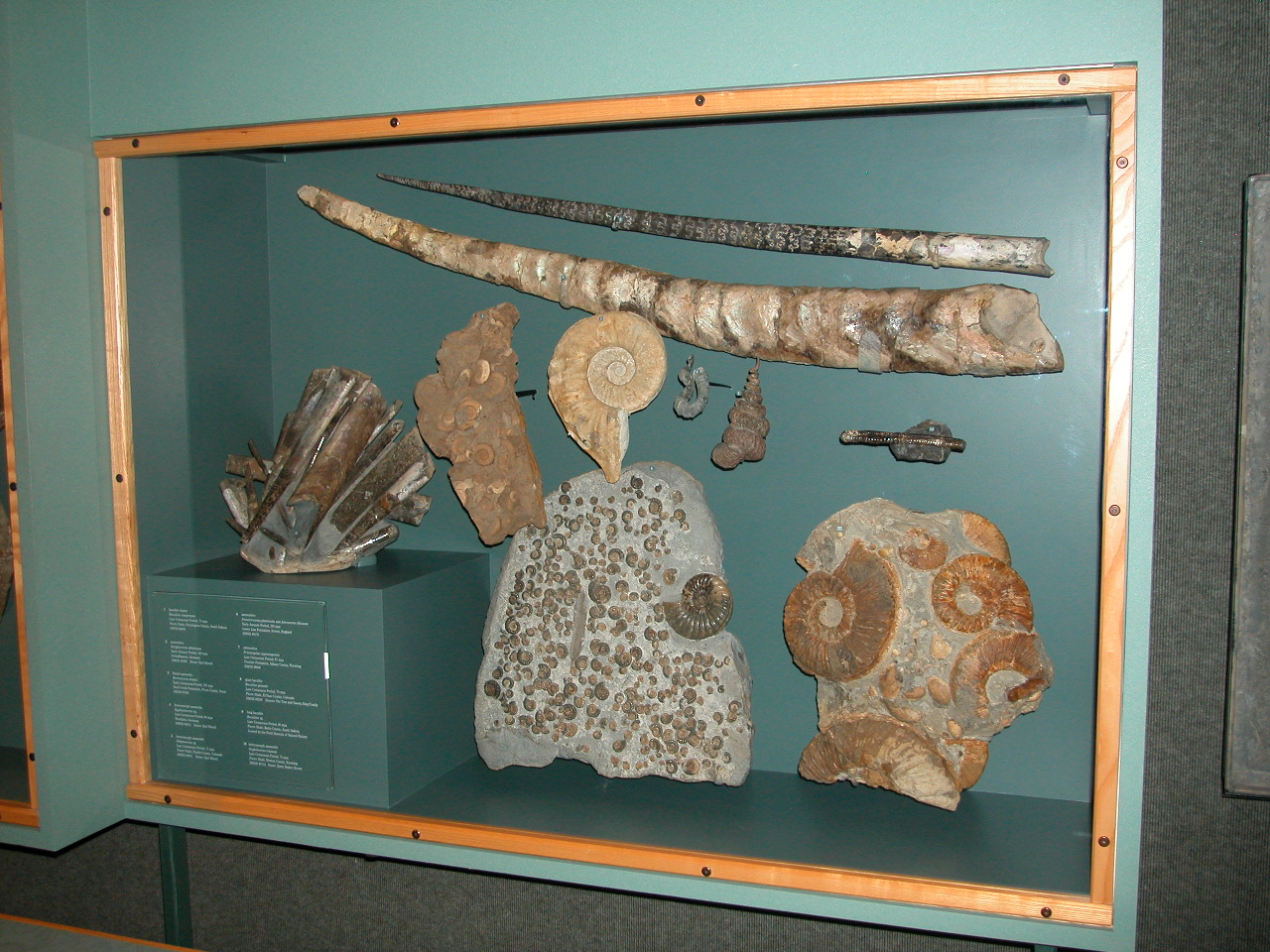 MesozoicSeasAmmonites