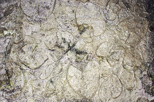 Fossil Clams at Pass Lueg