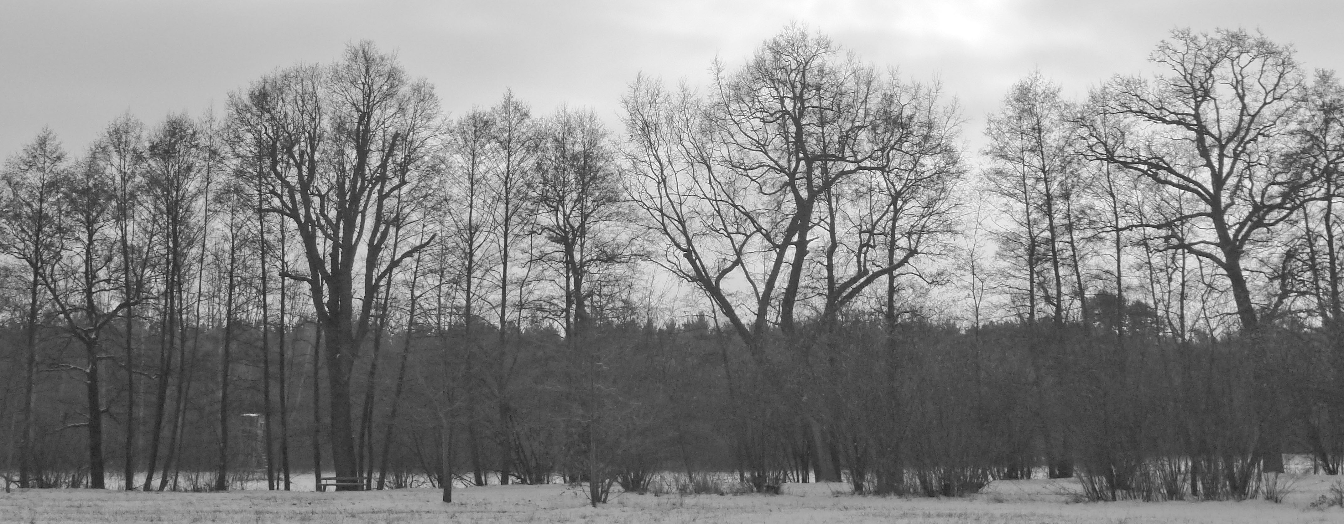 Bosque Aleman en Invierno