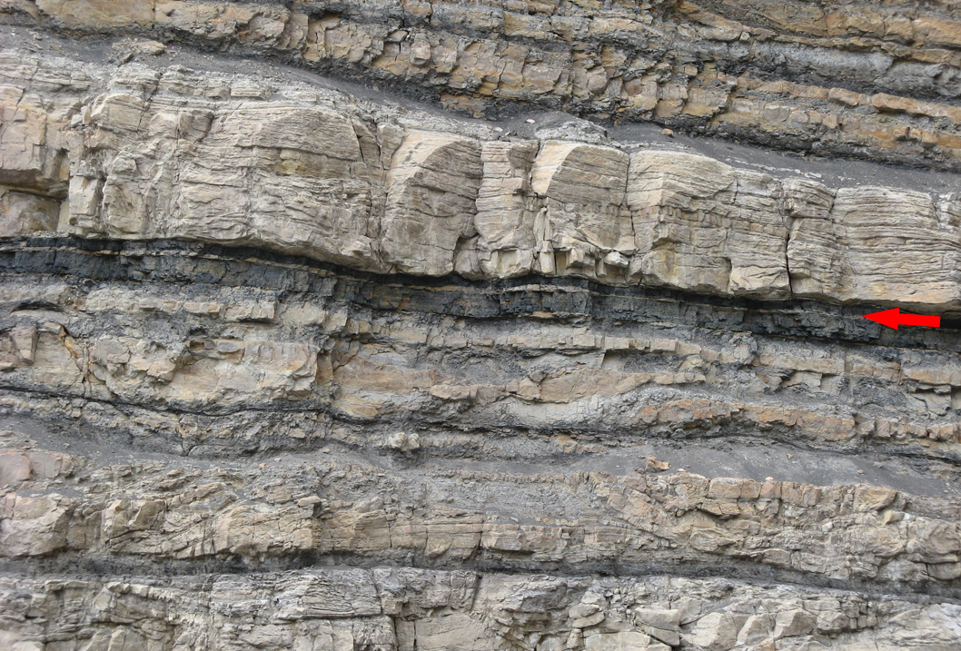 Figure 5: Coal seam in the Blackhawk Formation north of Helper, Utah. The arrow points to a sedimentary parting within a coal seam. The thickness of the seam is around 40 centimeters.