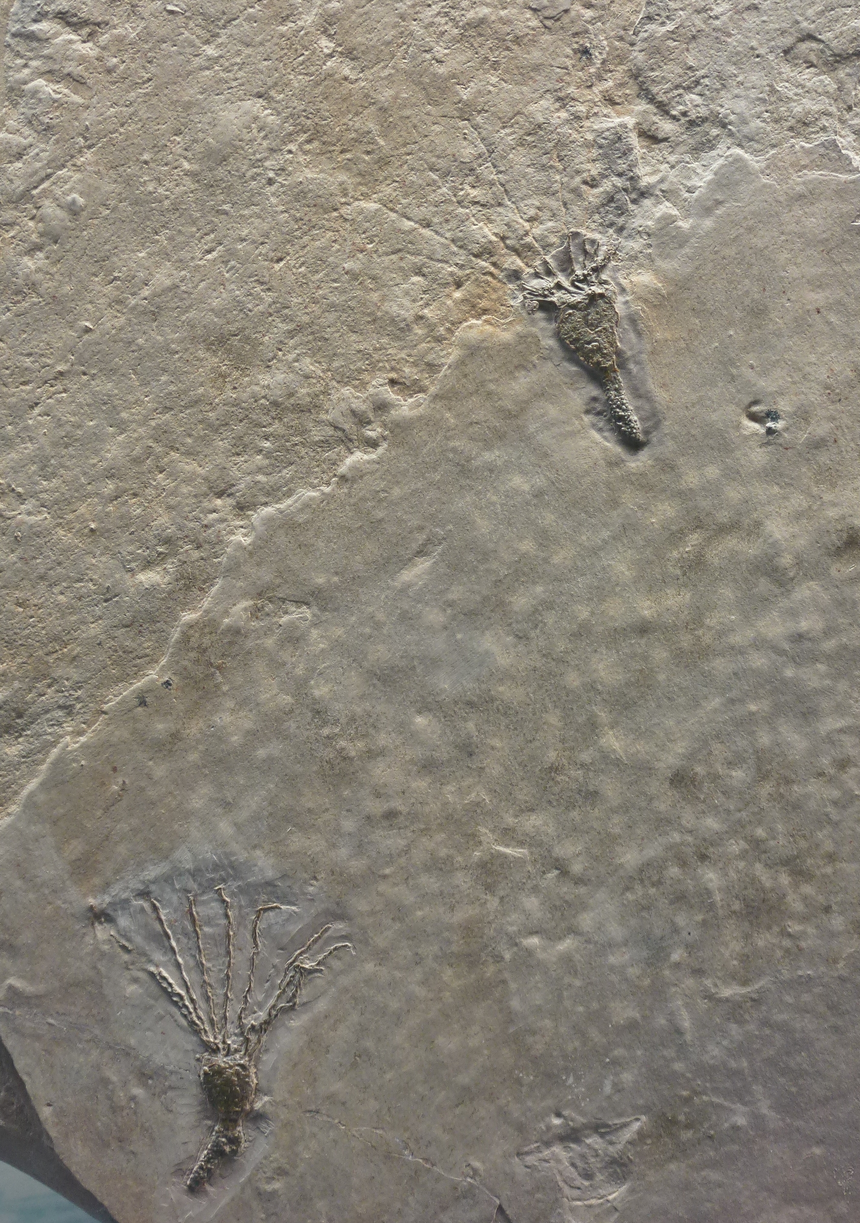 COL13-191-Cambrian fauna