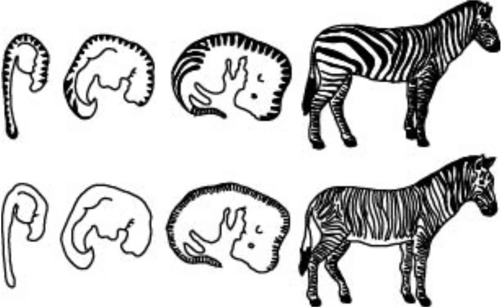 FIGURE 5. Embryonic development and stripe patterns of the zebras Equus burchelli (top) and Equus grevyi (bottom). Illustration drawn by Carole B. (after Alberch 1985).