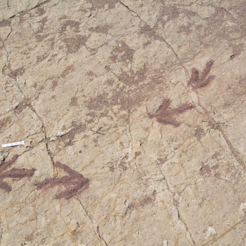 Theropod footprints