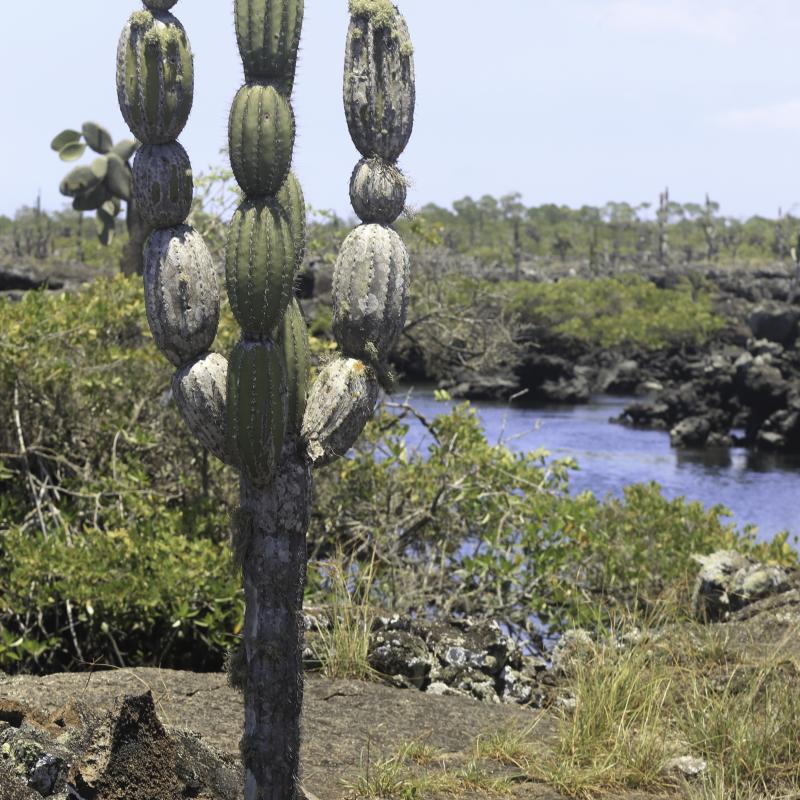 Candelabra-cactus
