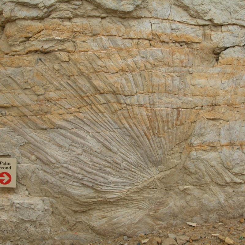 FossilTracePalmFront