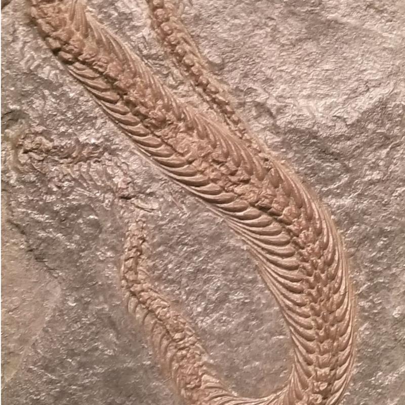Fossil snake